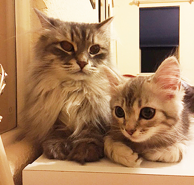 siberian kittens