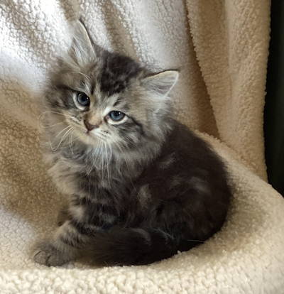 Siberian Cats & Kittens for sale in Texas