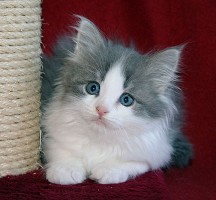 gray and white siberian