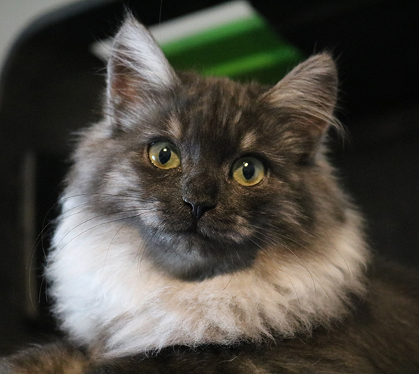 Our Siberian cats, our breeders at Munchranch, Texas